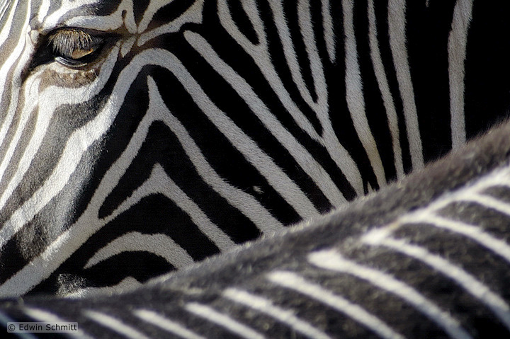 Zebraauge