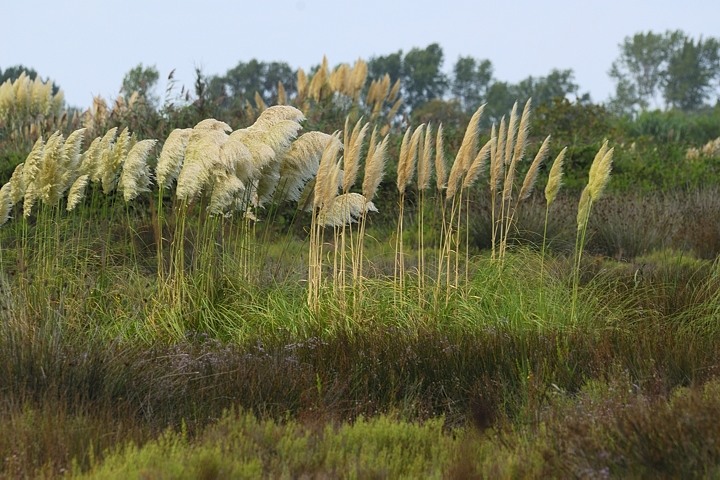 Camargue-Landschaft