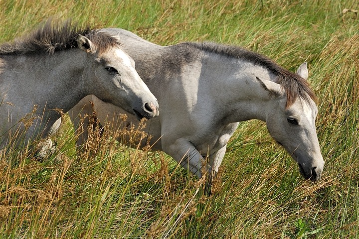 Camargue-Pferde