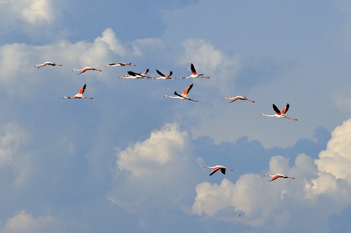 Flamingos