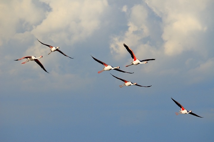 Flamingos