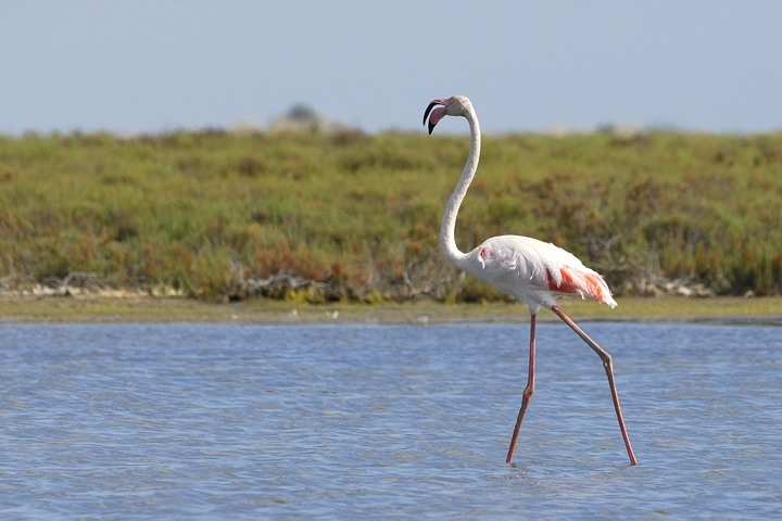 Flamingos