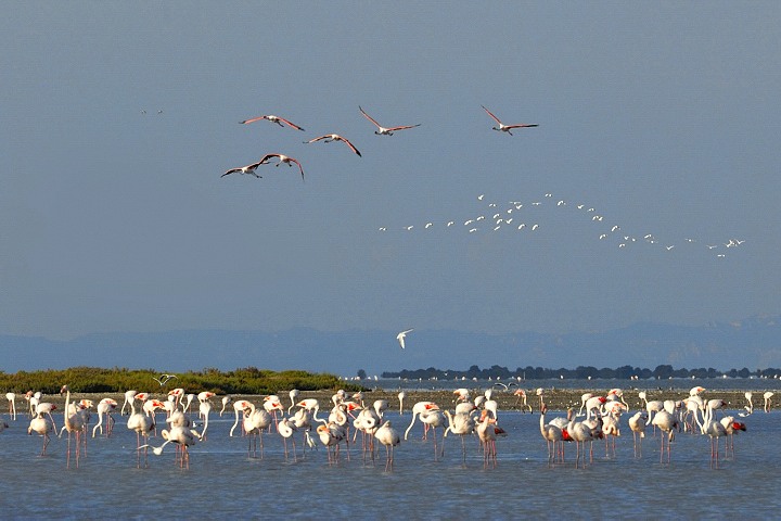 Flamingos im tang de l'Imprial