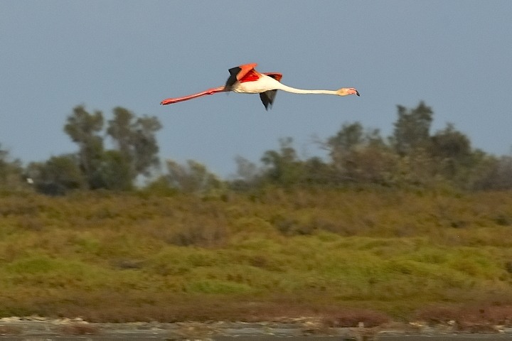 Flamingos