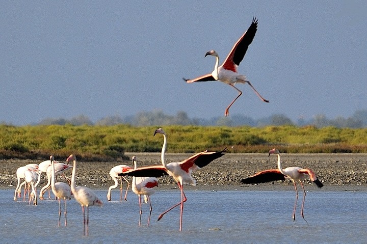 Flamingos im tang de l'Imprial