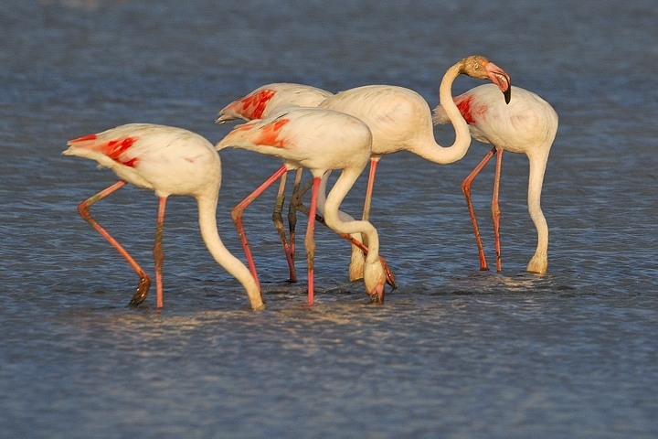 Flamingos