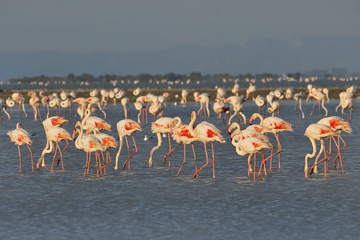 Flamingos im tang de l'Imprial