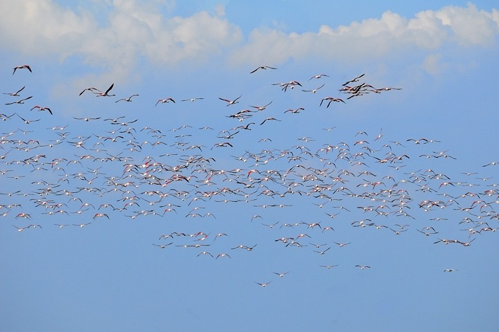 Flamingoschwarm