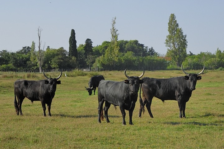 Schwarze Camargue-Stiere