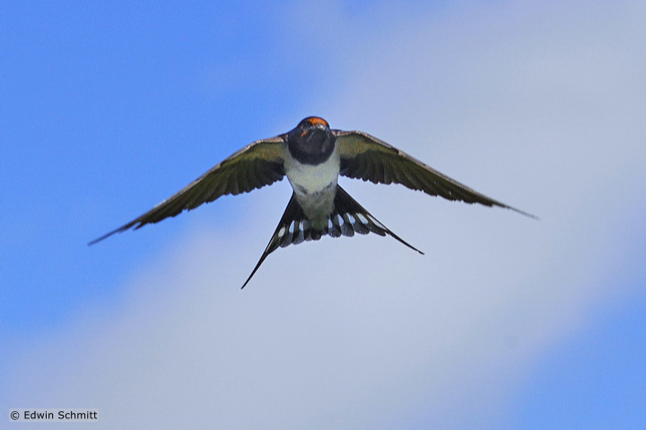 Schwalbe im Flug