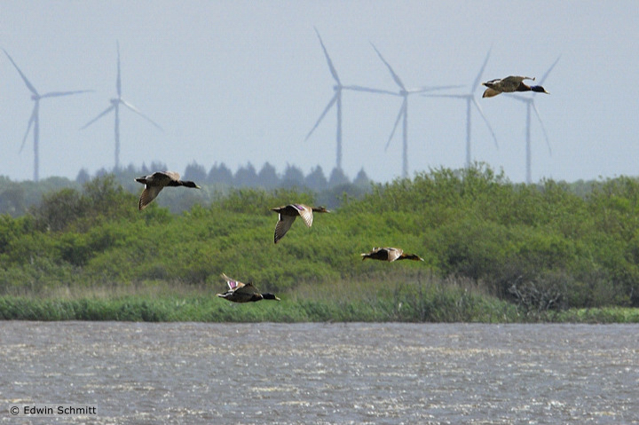 Windkraftwerke