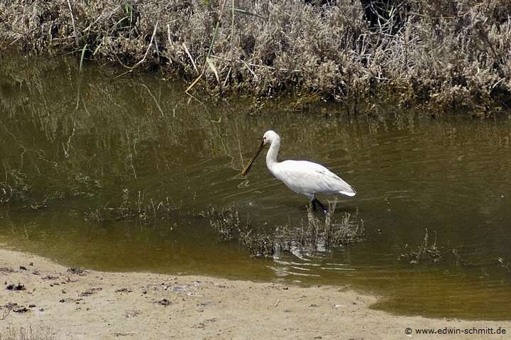 Lffelreiher im Souss Massa Nationalpark