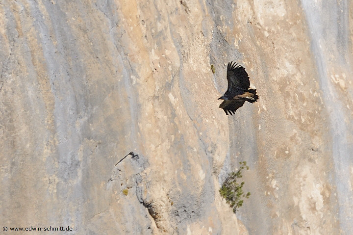 Gnsegeier vor den Felswnden der Verdon