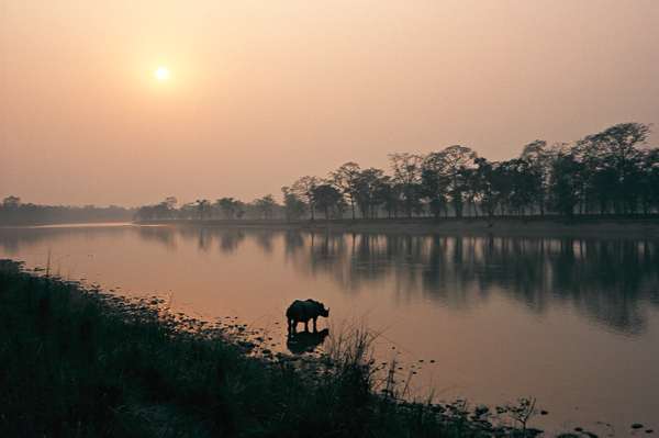 Panzernashorn am Narayani-River