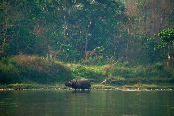 Panzernashorn am Rapti-River