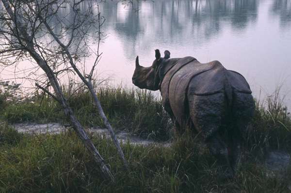 Panzernashorn am Rapti River  Terai