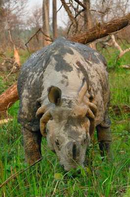 Panzernashorn im Terai.