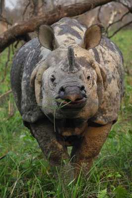 Panzernashorn im Terai