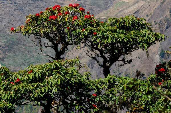 Rhododendren bei Dhunche