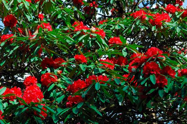 Rhododendren im Langtang Nationalpark