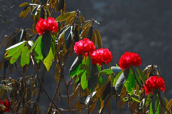 Rhododendren im Langtang Nationalpark