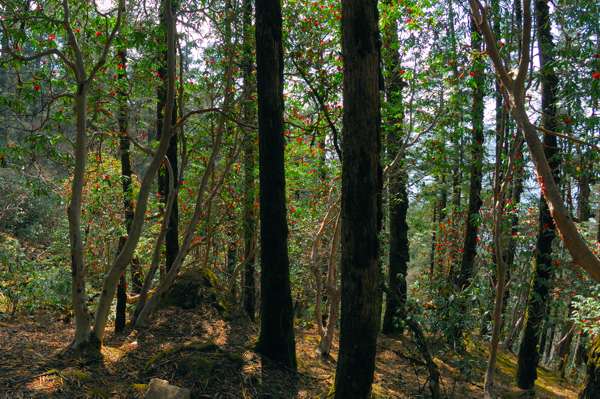 Rhododendrenwald bei Shing Gompa