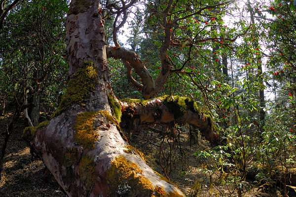 Rhododendren bei Shing Gompa