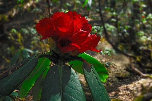 Rhododendrenblte