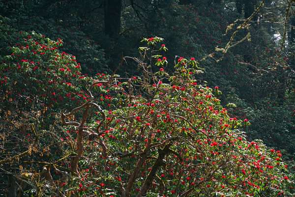 Rhododendrenblte