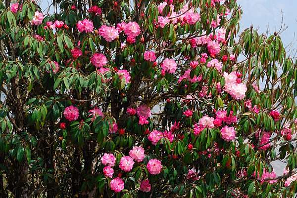 Rhododendrenblte