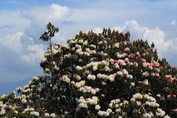 Weie Rhododendren