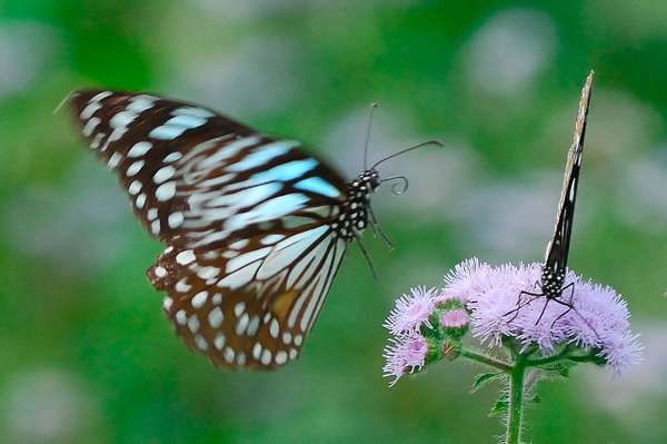 Blauer Tiger (Trumala limniace leopardus