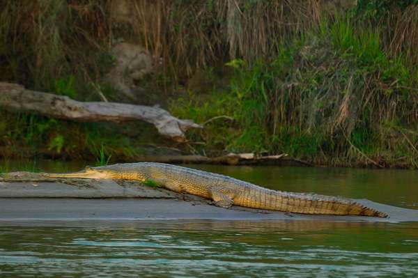 Ganges-Gavial