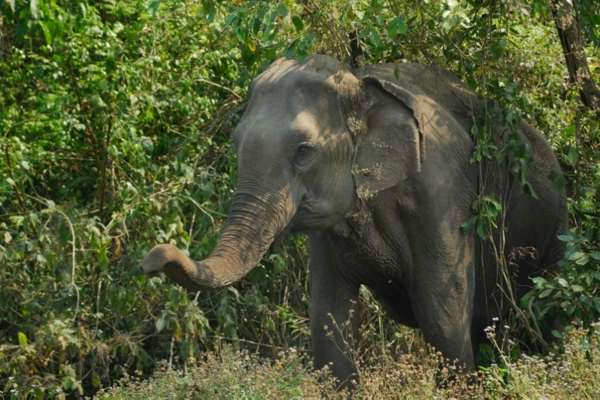 Indischer Elefant