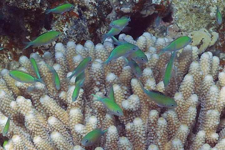 Blaugrner Chromis
