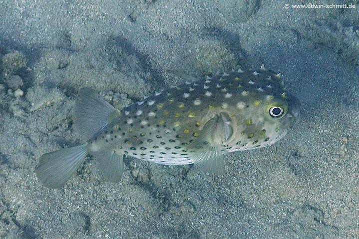 Igelfisch