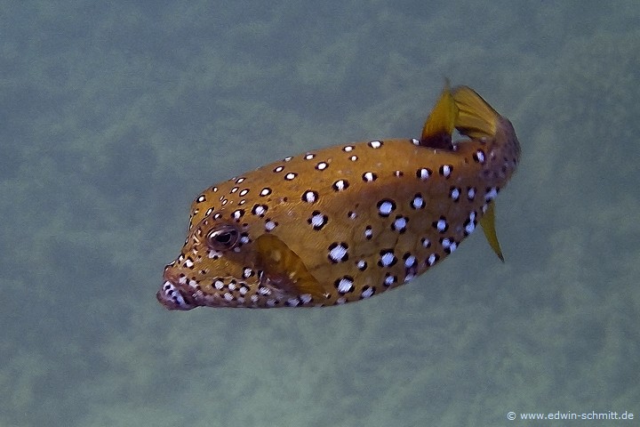 Kofferfisch