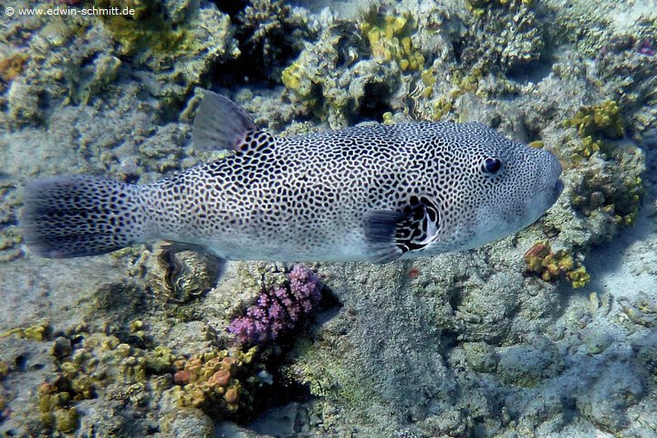 Riesen-Kugelfisch