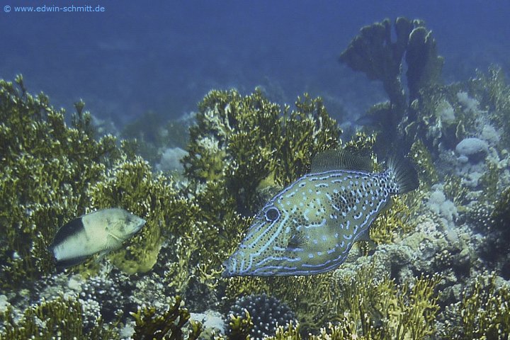 Schrift-Feilenfisch