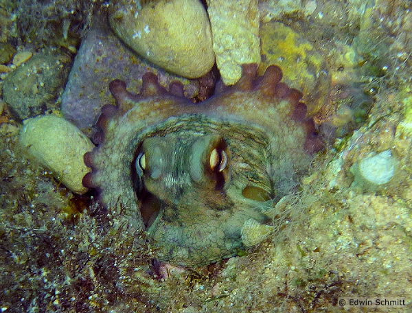 Octopus