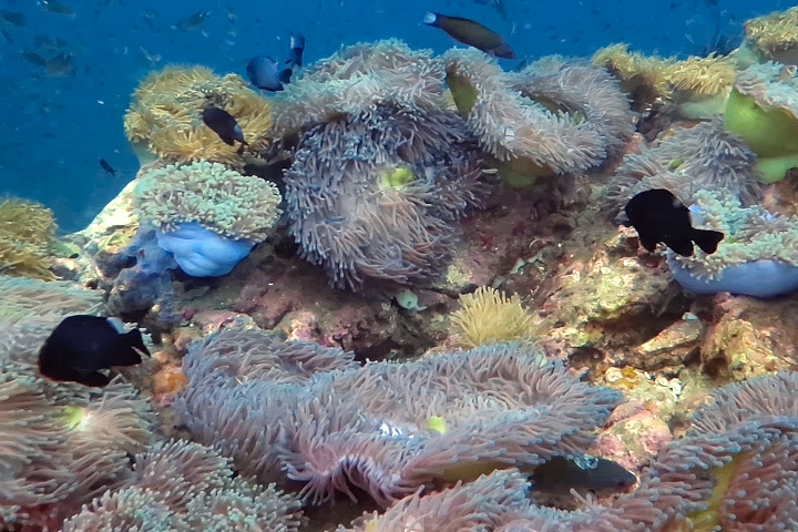 Anemonen am Southwest Pinacle