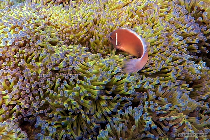 Anemonenfisch